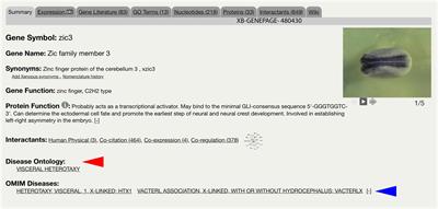 Xenbase: Facilitating the Use of Xenopus to Model Human Disease